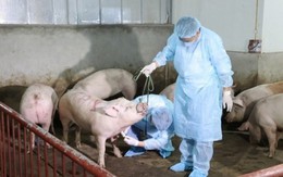 Dịch tả lợn hoành hành ở 7 tỉnh: Tiêu huỷ hơn 4.200 con, chưa biến đổi gen gây bệnh