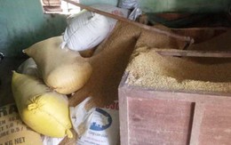 Vụ báo mất 49 cây vàng: Trộm chỉ lục tìm trong đống lúa