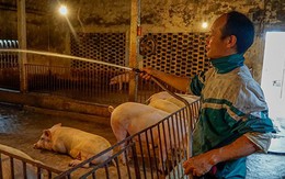 Ông chủ trại cho heo ăn sâm, nghe nhạc không lời
