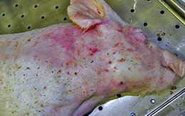 Ăn thịt lợn mắc dịch tả châu Phi có sao?