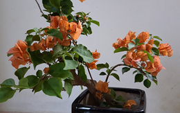 Bộ sưu tập cây hoa giấy bonsai của bà mẹ Quảng Nam
