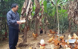 Nuôi loài gà vàng đặc sản nghìn con, cho "cuốc bộ", thu 200 triệu/năm