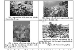 Những hình ảnh "đẹp đẽ" và "đau thương" vào đề Văn của TPHCM