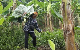 Người phụ nữ 35 năm hái lá chuối rừng mưu sinh