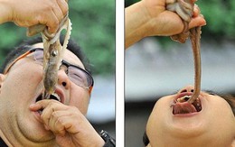 Thực khách rùng mình khi thưởng thức món bạch tuộc sống ngoe nguẩy trong miệng