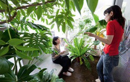 Không tốn 1 viên gạch xây tường, 2 cô gái biến nhà hẹp thành nơi ở xanh mát