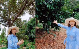 Lý Nhã Kỳ: Hết đầu tư vườn rau organic ở Đà Lạt giờ lại mua 1ha vườn trồng bạt ngàn sầu riêng