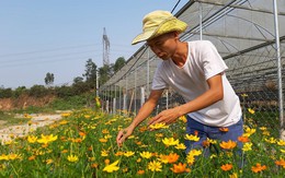 Thuê đất trồng hoa mà làm ra 300 triệu đồng mỗi năm