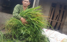 Cắt cỏ dại nuôi con nhiều sao mà xây nhà lầu