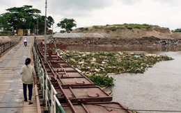 Hàng trăm xác lợn chết bốc mùi trên sông ở Hải Phòng