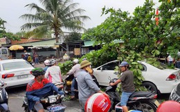 TP.HCM: Em bé vài tháng tuổi may mắn thoát chết vì được mẹ ôm lao ra khỏi xe tránh cành cây gãy