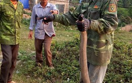 Truy tìm người bắt rắn hổ mang “khủng” nặng gần 10kg