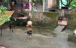Hé lộ thông tin về đàn chó cắn bé trai 7 tuổi tử vong ở Hưng Yên
