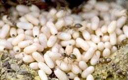 Từ vụ sốc phản vệ khi ăn trứng kiến, chuyên gia chỉ rõ thực hư công dụng của trứng kiến đối với sức khỏe