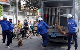 Các vụ chó cắn chết người, chó thả rông, không đeo rọ mõm: Các mức xử phạt hiện nay và xử lý hình sự như thế nào?