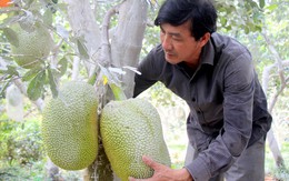Giá mít Thái tăng cao kỷ lục