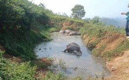 Hòa Bình: 5 con trâu chết bất thường trong vũng nước
