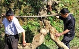 Tình cờ đào được rễ cây hình người, bán hơn trăm triệu tưởng lãi, hóa ra vẫn lỗ
