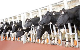 TH khởi công xây dựng cụm trang trại bò sữa công nghệ cao tại Thanh Hóa