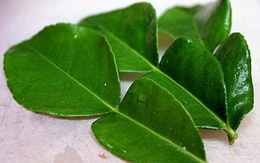 Vài trăm nghìn đồng một kg lá chanh Thái