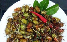 Bọ xít non mùi hôi đáng sợ: Đắt hơn bò Mỹ, rang ăn cả cân