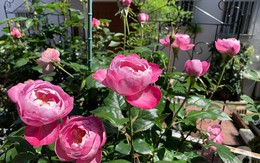 Góc vườn 20m² thơm ngát hoa hồng đủ loại của nữ giám đốc Việt ở Nhật Bản