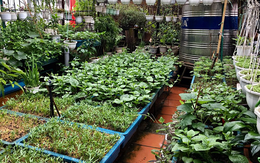 10.000 đồng cứu vườn rau sân thượng suốt mùa hè nắng nóng