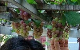 Giàn nho sai lúc lỉu 'không chăm mà lớn' của gia đình ở Bình Dương