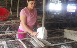 Người phụ nữ vùng quê bỏ túi hàng trăm triệu đồng mỗi năm với đàn thỏ ngàn con