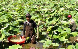 Có ao không nuôi tôm cá, trồng thứ siêu bình dân này mà phát tài