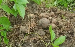 Gần 1 triệu nửa cân nhưng quả “hồ lô đất” này vẫn cung không đủ cầu