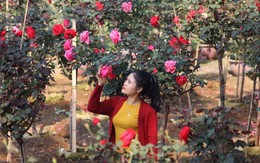 Bỏ việc nhà băng về trồng hoa hồng, 9X Lai Châu kiếm bộn tiền