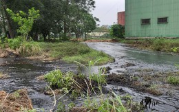 Huyện Thạch Thành, Thanh Hóa: Dân hoang mang vì hàng nghìn khối rỉ mật chảy tràn ra môi trường sống