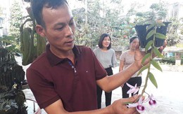 Vườn lan nhiều loại siêu độc ở Thái Nguyên, giá cả chục triệu 1cm