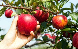 Câu chuyện tư duy về quả táo xác định ai giàu, ai nghèo