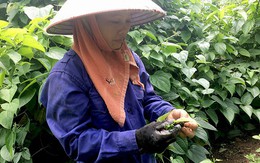 Thu bộn tiền nhờ đem loài cây lạ về trồng trên đồi lổn nhổn đá hộc