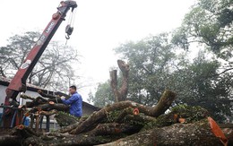 Thông tin mới nhất về số gỗ quý thu được sau khi chặt hạ 2 cây sưa từng được trả giá trăm tỷ ở Hà Nội