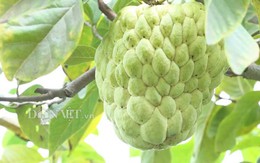 Đổ xô đến xem vườn mãng cầu siêu khổng lồ ở miền Tây