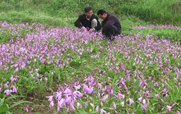 Gốc của loài "cỏ hoang" này có gì đặc biệt mà có giá hơn 200 nghìn nửa cân