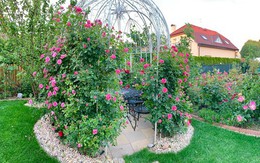 Lạc lối trong vườn hồng 400 gốc của mẹ Việt tại CH Czech