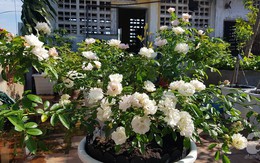 Vườn hồng sân thượng rực rỡ sắc màu của chàng trai 8x siêu đảm ở Sài Gòn