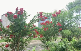 Chiêm ngưỡng vẻ kiêu sa của loài hoa dễ “gây thương nhớ” ở Hà Nội