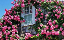 Cuộc sống bình yên, tự tại trong những ngôi nhà ngập tràn nắng gió và hương thơm hoa cỏ