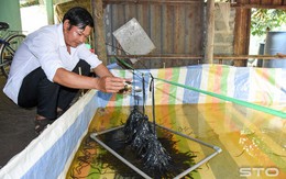 Thu hàng trăm triệu nhờ nuôi lươn không bùn
