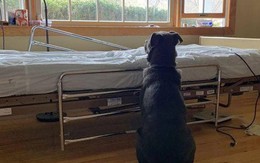 Chó kiên nhẫn chờ bên giường bệnh không biết chủ đã qua đời