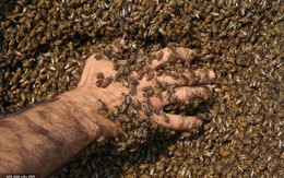 Kinh hãi người đàn ông Thổ Nhĩ Kỳ để 10kg ong bám trên cơ thể