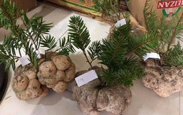 Một cây nấm giá 10 triệu đồng, người Việt vẫn đổ tiền mua?