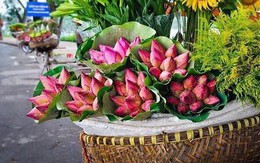 Cách phân biệt quỳ và sen chuẩn “không trượt phát nào”, thách thức dân bán hoa lừa đảo