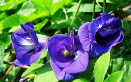 Cách trồng đậu biếc từ 1 hạt mầm, chị em đua nhau lấy hoa làm trân châu ngon hết nấc