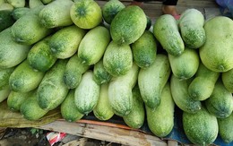 Hàng lạ Tây Bắc, dưa chuột khổng lồ to như chú lợn con